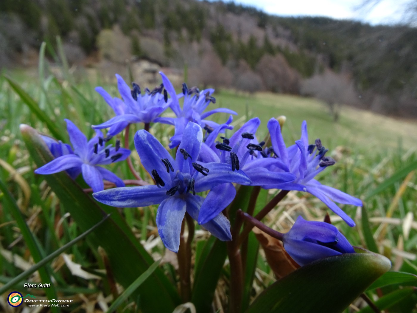 05 Scilla bifolia (Scilla silvestre) ai prati della Pigolotta di Valtorta .JPG